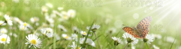 Butterfly 433