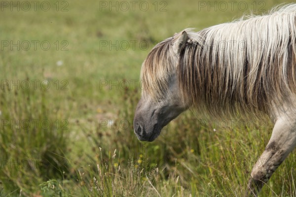Portrait of a Konik horse