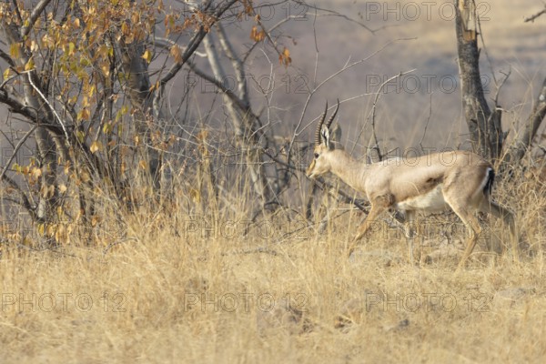 Chinkara (Gazella bennettii), a male, walking in a high, dry grass, in the wild, in Ranthambore National Park. Dry season, Winter morning light. Sawai Madhopur district, Rajasthan, India