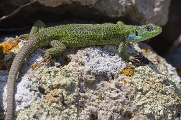 Balkan green lizard, Western giant green lizard, (Lacerta trilineata), lizard, lizard, reptile, animals, Lesbos, Lesbos Island, Greece