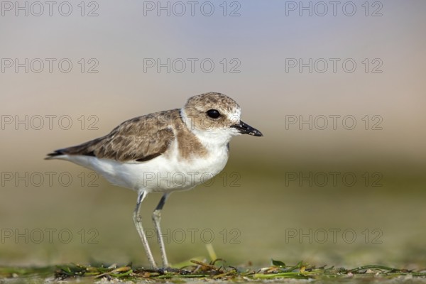 Animals, birds, plover, Kentish plover, (Charadrius alexandrinus), biotope, habitat, foraging, Barr Al Hikman, Shannah, Ash Sharqiyah South, Oman