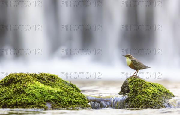 White-throated Dipper, (Cinclus cinclus), foraging at a mountain stream, animals, birds, blackbirds, biotope, habitat, Slovenska Bistrica area, Slovenska Bistrica, Podravska, Slovenia