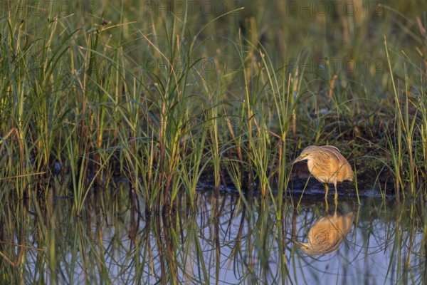 Squacco heron, heron, animals, birds, biotope, foraging, (Ardeola ralloides), Lesbos, Greece