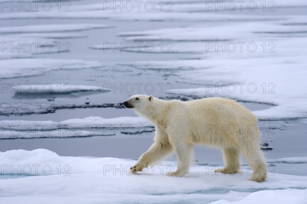 Animals, Mammals, A polar bear in search of food, Polar bear, Polar bears, (Ursus maritimus) pack ice, Svalbard, Svalbard, Norwegnen