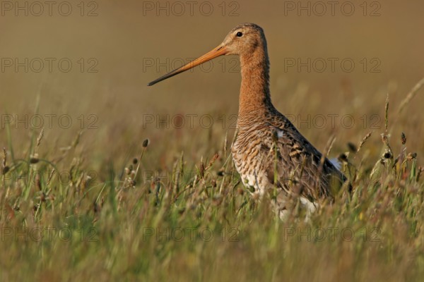 Black-tailed godwit, (Limosa limosa), animal, birds, snipe birds, biotope, habitat, foraging, Texel, Noordholland, Holland