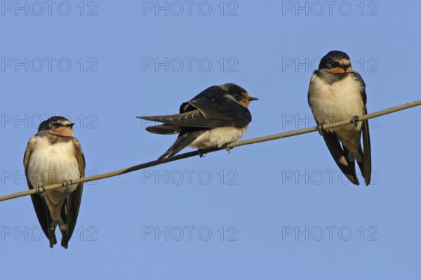 Barn Swallow, (Hirundo rustica), Animals, Birds, Swallows, three Barn Swallows on perch, Black Sea coast, Bulgaria