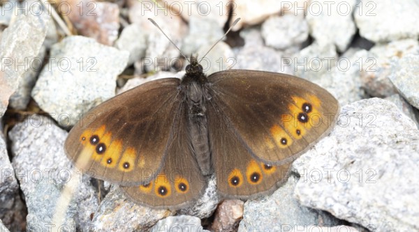 Erebia ligea, (Erebia ligea), Greater Erebia ligea, Rusty Erebia ligea, Milkspot, White-banded Erebia ligea, Woodland Erebia ligea, Noble Erebia ligea, Butterfly, Butterfly, Insect, Macro, Ground, Stone, Black Forest, Feldberg region, Baden-W¸rttemberg, Germany