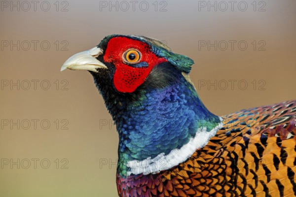 Pheasant, (Phasianus colchicus), hunting pheasant, male, animals, birds, fowl, portrait, Beindersheim, Rhineland-Palatinate, Federal Republic of Germany