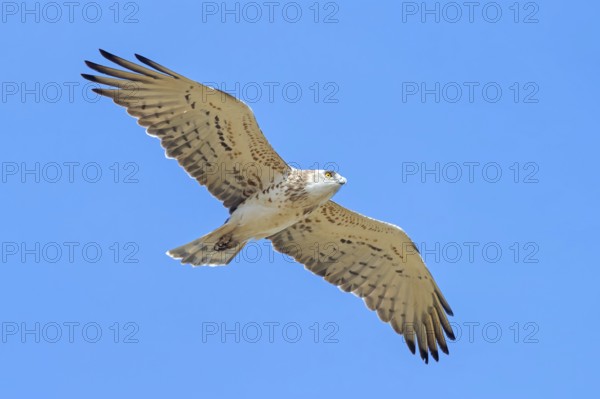 Snake eagle, (Circaetus gallicus), eagle, animal, animals, flight photo lesbos island, Lesbos, Greece
