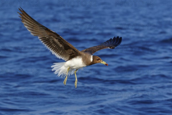 Hemprich's Gull, (Ichthyaetus hemprichii), (Larus hemprichii), Fish Eagle Gull Salalah, Mirbat, Dhofar, Oman