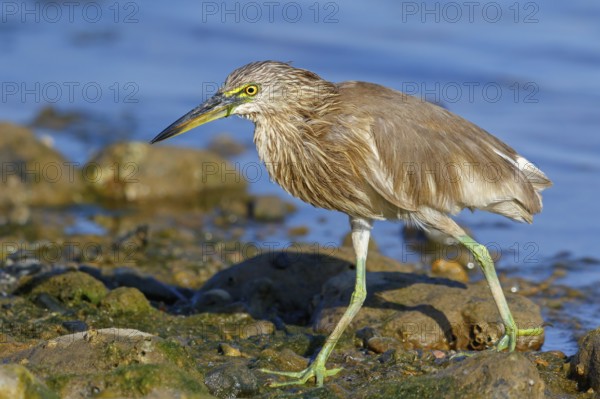 Animal, animals, bird, birds, heron, paddy heron, (Ardeola grayii), heron family, biotope, habitat, waters, foraging, Arabian Peninsula Muscat, Quarayyat, Oman, Middle East