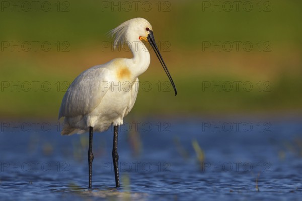 Spoonbill, (Platalea leucorodia), foraging, family of ibises and spoonbills, foraging, biotope, USA, North America, Florida, Everglades, Hides De Calera Tumbihide, Everglades, Florida, USA