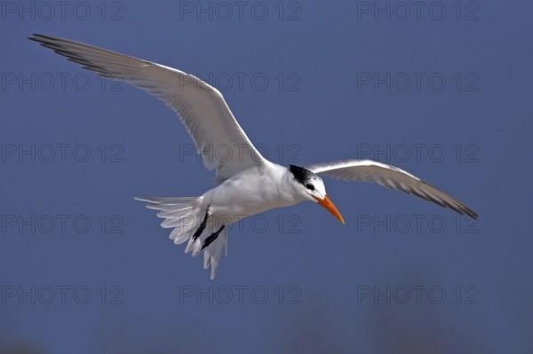 Royal Tern, (Sterna maxima), aerial photograph, USA, North America, Florida, Bowman's Beach, Sanibel, Florida, USA