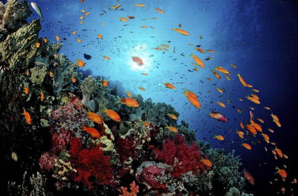 Hawkfish and coral reef, Pseudanthias squamipinnis, Egypt, Red Sea, St. John's Reef
