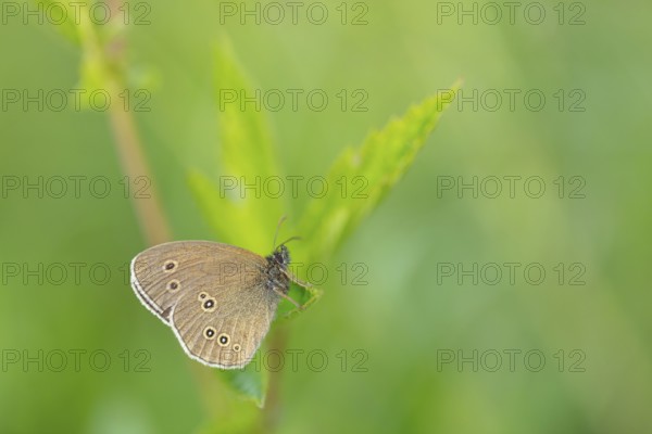 Brown forest bird, (Aphantopus hyperantus), chimney sweep, butterfly, insect, macro, Wadi Darbat, Salalah, Baden-Württemberg, Oman
