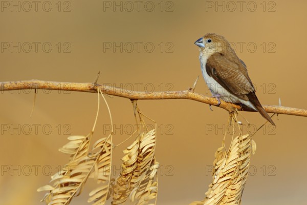 African silverbill, silver beak, silver pheasant, trusting bird, ornamental bird in Europe, family of finches, (Euodice), (Lonchura cantans), on perch, Ayn Tobroq and Ayn Athum junction, Salalah, Dhofar, Oman