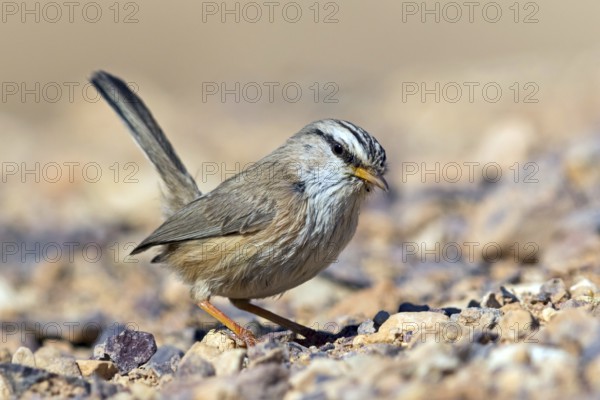 Desert Prinia, (Scotocerca inquieta), animals, birds, foraging, Israel