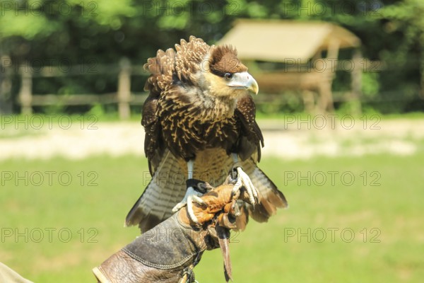 Trained hawk in the hand of the falconer with leather glove. Falconry birds of prey in the wild nature. Blurred background