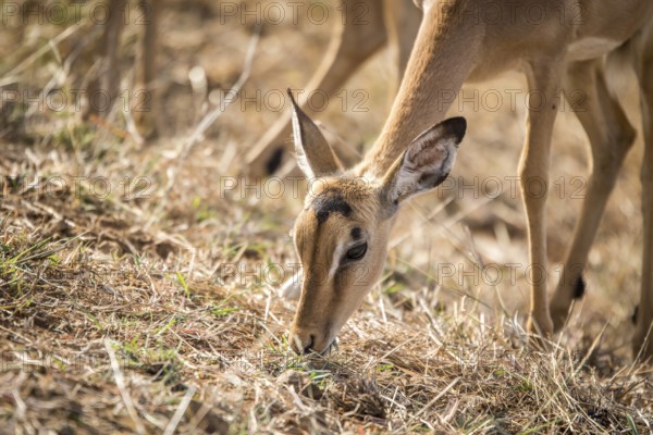 Female Impala eating grass in the Kruger National Park, South Africa
