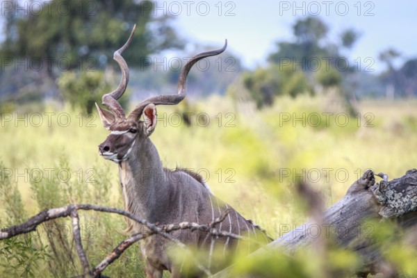A male Kudu looking around in the Okavango Delta, Botswana
