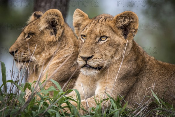Starring Lion cubs in the Kruger National, South Africa