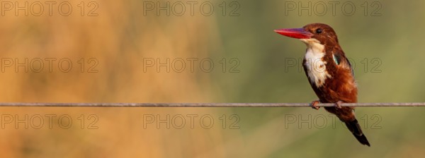 Brown kingfisher, (Halcyon smyrnensis), kingfisher, animals, birds, kingfisher family, Lahavot HaBashan Fish Ponds, Hula Valley, Northern District, Israel