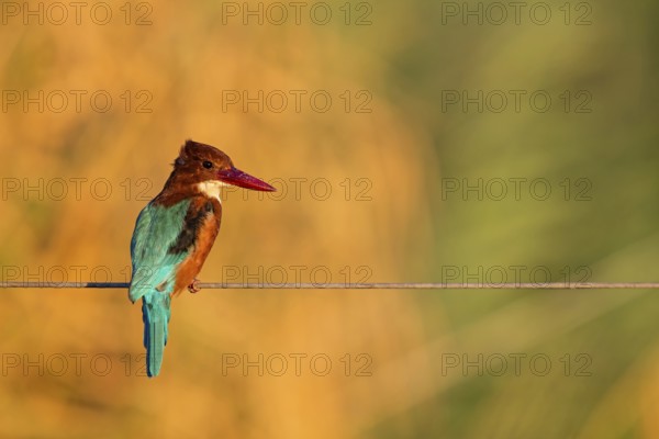 Brown kingfisher, (Halcyon smyrnensis), kingfisher, animals, birds, kingfisher family, Lahavot HaBashan Fish Ponds, Hula Valley, Northern District, Israel