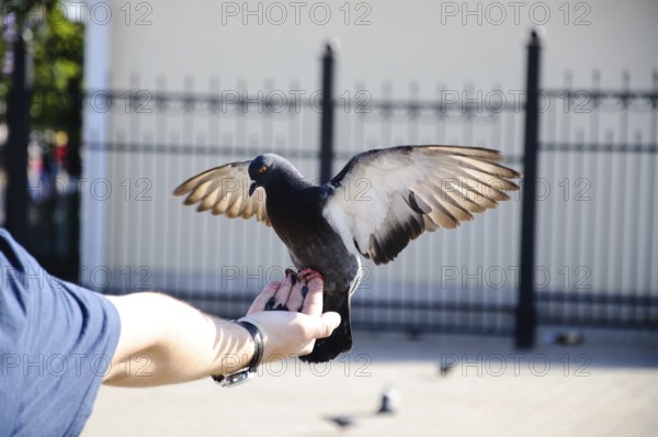 Pigeon sitting on the hand with stretched wings close-up, Sergiev Posad, Moscow region, Russia