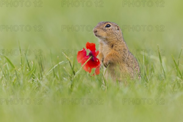 European ground squirrel, (Spermophilus citellus), Schlichtziesel, animals, mammals, family of squirrels, Lobau, Vienna, Lower Austria, Austria