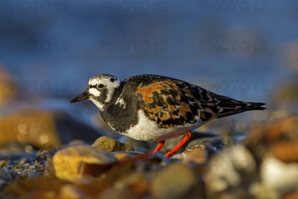Turnstone, (Arenaria interpres), animals, birds, snipe family, biotope, habitat, foraging, Varanger, Finnmark, Norway