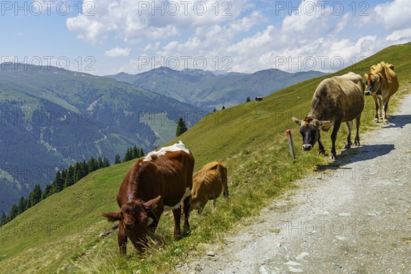 Several cows on a path in a green mountain landscape under a blue sky, mittersill, hohe tauern, austria