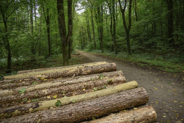 Logs stacked along a path in a green forest, weseke, münsterland, germany