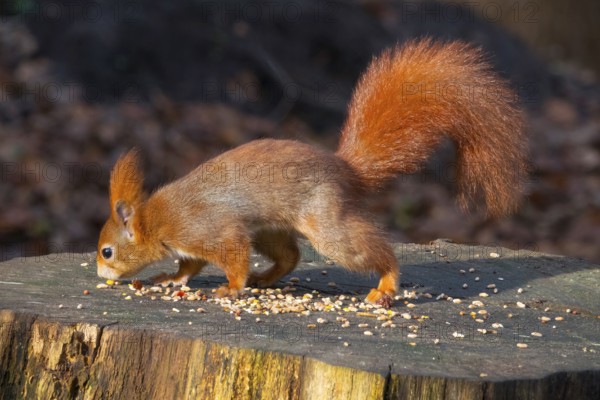 A stunning red squirrel perched on a tree stump, showcasing its bushy tail and alert demeanor surrounded by a rich, tranquil forest environment in mildenburg forest oostvoorne