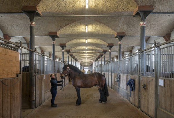 Warendorf, North Rhine-Westphalian State Stud, stable with cold-blooded stallion