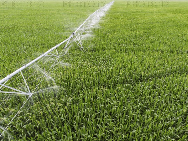 Irrigation of a corn field from irrigation installations