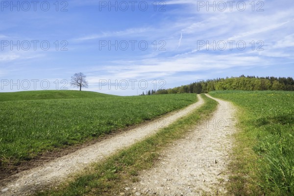 An image of a path in a green meadow nature scenery landscape