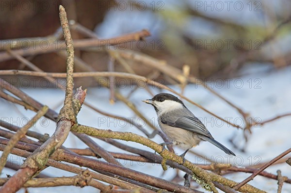Willow tit (poecile montanus) perched on a tree branch in winter, Keinumäki, Helsinki, Finland