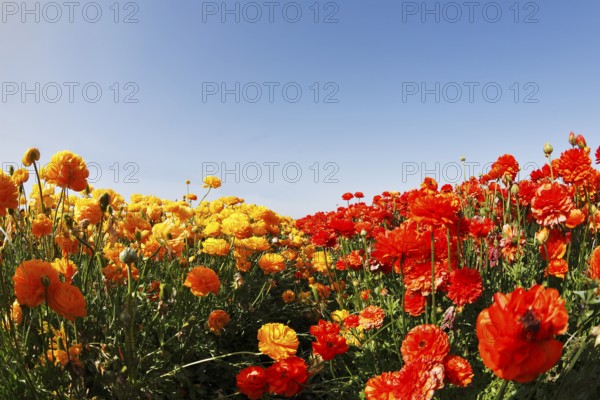Magnificent field of yellow and red buttercups on a sunset, photographed by an objective the Fish eye