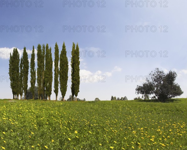 Wonderful meadow with green grass and yellow buttercups. Alley slender cypress trees beautifully into the landscape