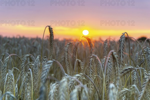 Beautiful sunset with a field of barley in the foreground. The ears of wheat glow in the orange sunlight. Beautiful sunset with wheat field in the front