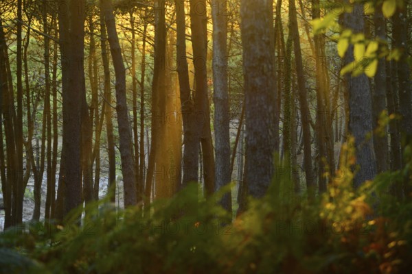 Detail of a forest illuminated by the late afternoon light, Cabo Home, Galicia, Spain