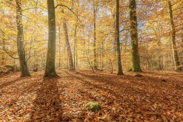 Mountain forest in autumn with orange and yellow foliage. Vosges, France