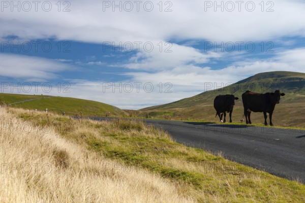 The typical landscape in Yorkshire Dales National Park, Great Britain. The Yorkshire Dales National Park is in northern England. It encompasses thousands of square miles of moors, valleys, hills and villages