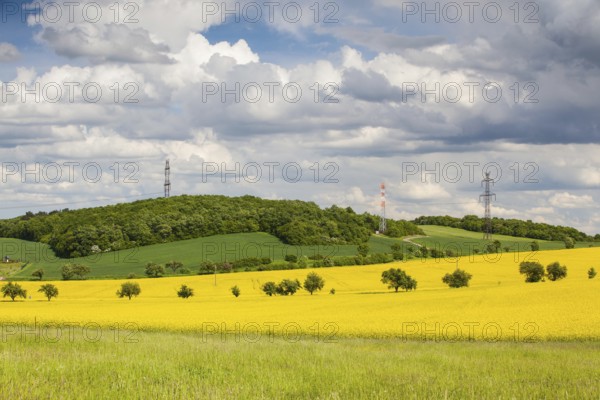 Summer landscape with yellow rape field