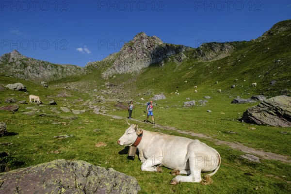 Cows on lac Casterau, Ayous lakes tour, Pyrenees National Park, Pyrenees Atlantiques, France