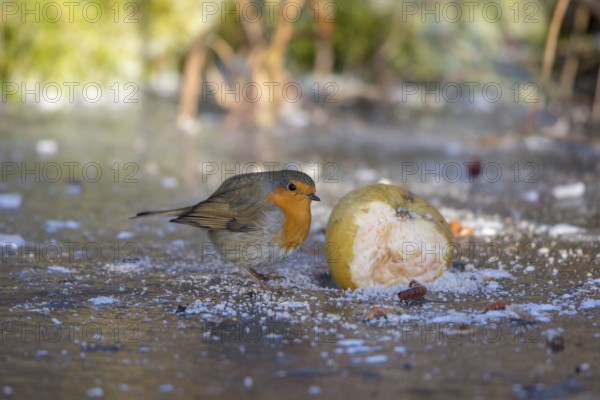 Robin - pecks at an old apple (Erithacus rubecula)