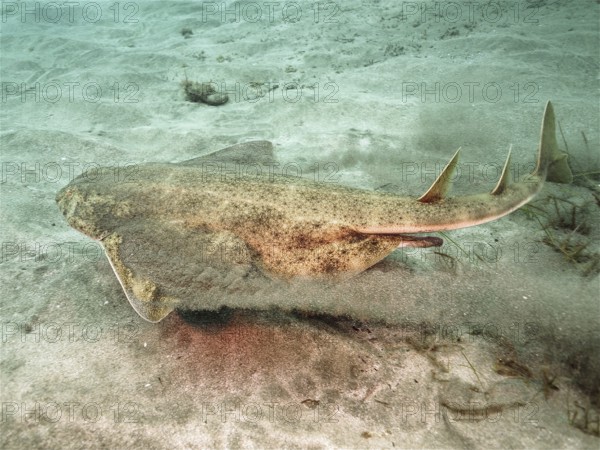 Angelshark (Squatina squatina)