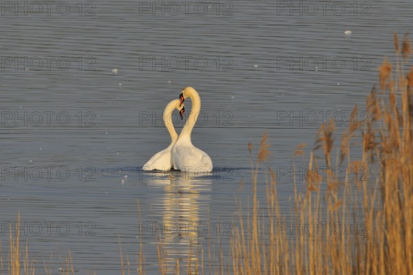 Mute swan (cygnos olor)