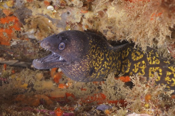 Mediterranean moray eel (Muraena helena)
