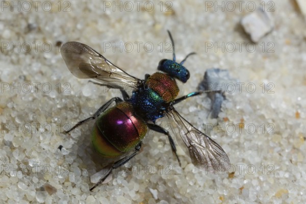Sand gold wasp (Hedychrum nobile)